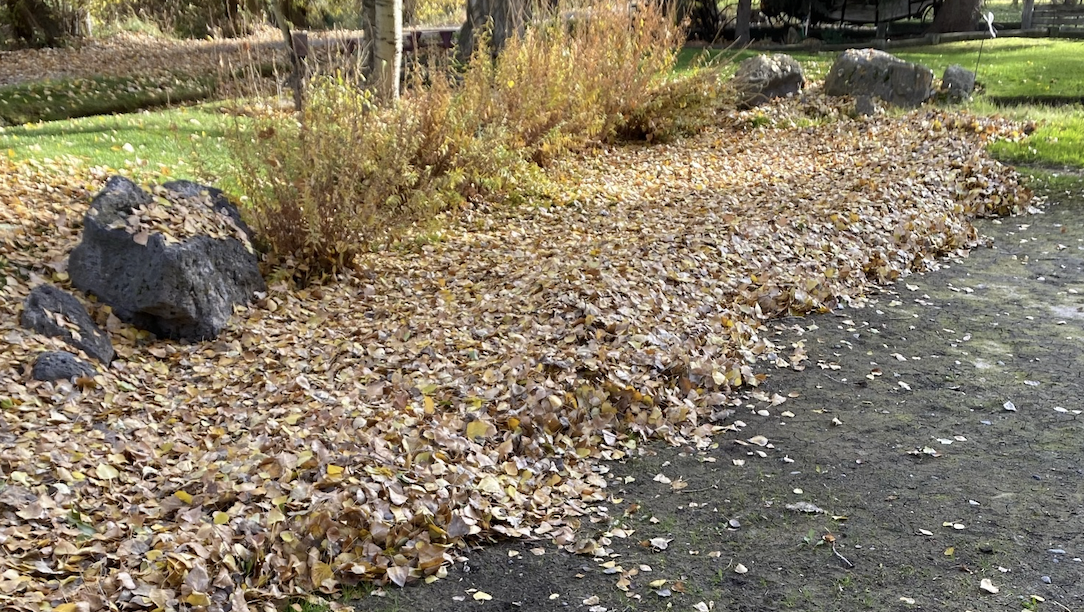 Big Pile of Leaves being cleaned up.